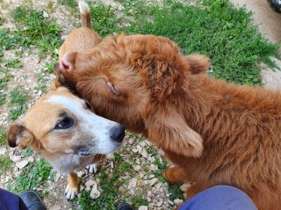 Farma škotskih goveda kod Jajca