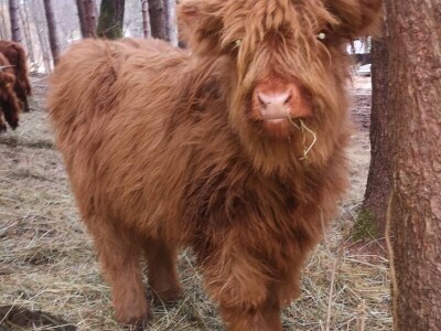 Farma škotskih goveda kod Jajca