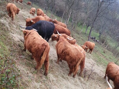 Farma škotskih goveda kod Jajca
