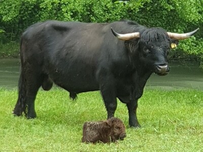 Farma škotskih goveda kod Jajca