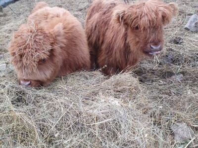 Farma škotskih goveda kod Jajca