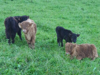 Farma škotskih goveda kod Jajca