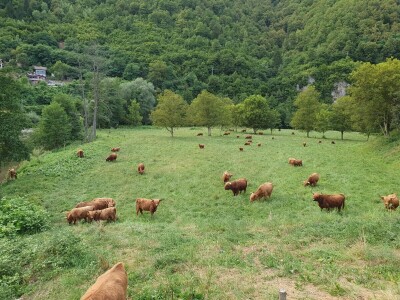 Farma škotskih goveda kod Jajca