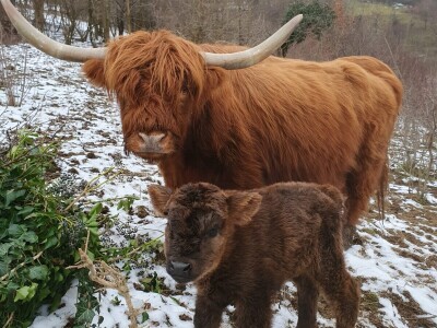 Farma škotskih goveda kod Jajca