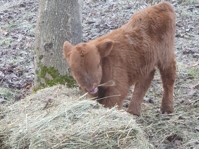 Farma škotskih goveda kod Jajca