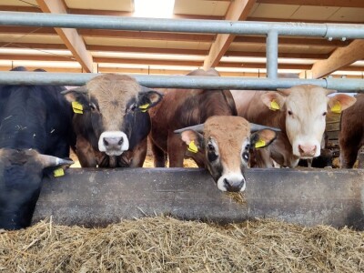 Farma sretnih krava na Krbavskom polju