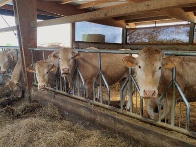 Farma sretnih krava na Krbavskom polju