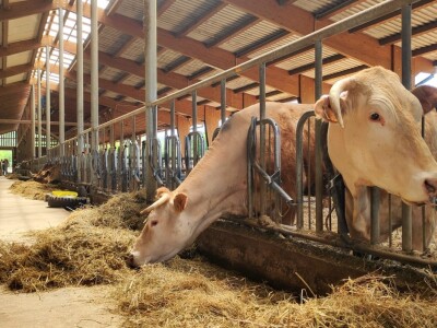 Farma sretnih krava na Krbavskom polju