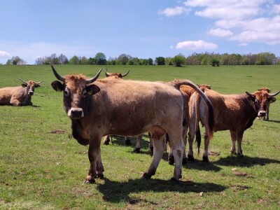 Farma sretnih krava na Krbavskom polju