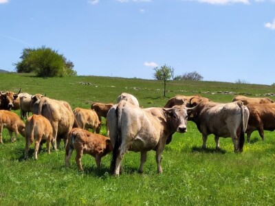 Farma sretnih krava na Krbavskom polju