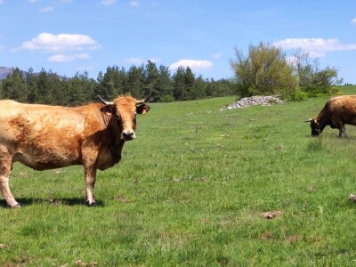 Farma sretnih krava na Krbavskom polju