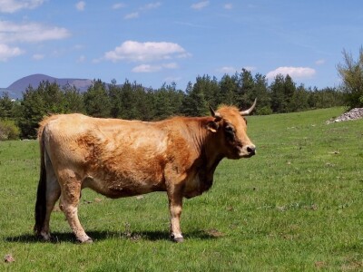 Farma sretnih krava na Krbavskom polju