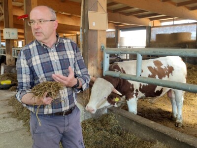 Farma sretnih krava na Krbavskom polju