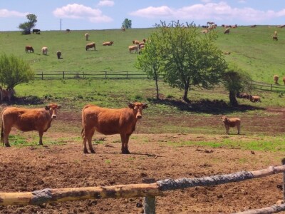 Farma sretnih krava na Krbavskom polju
