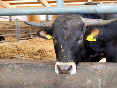 Farma sretnih krava na Krbavskom polju