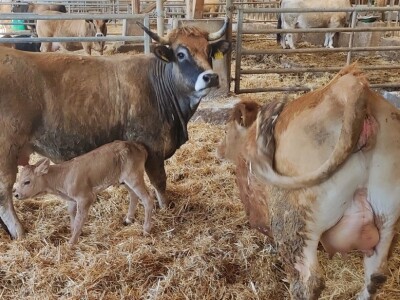 Farma sretnih krava na Krbavskom polju