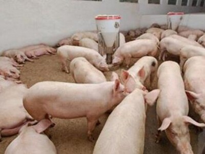 Farma svinja (detalj)