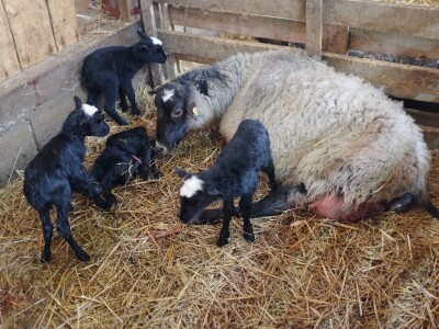 Farma Tadići - Iz Finske u Srbiju da čuve ovce