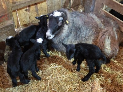 Farma Tadići - Iz Finske u Srbiju da čuve ovce