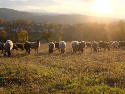 Farma Tadići - Iz Finske u Srbiju da čuve ovce