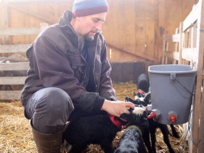 Farma Tadići - Iz Finske u Srbiju da čuve ovce