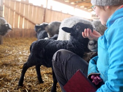 Farma Tadići - Iz Finske u Srbiju da čuve ovce