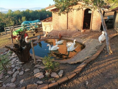 Farma u Smetovima kod Zenice