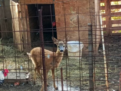Farma u Smetovima kod Zenice