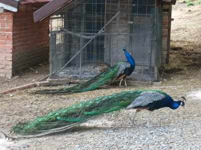 Farma u Smetovima kod Zenice