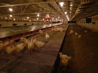 Farma Velibora Popovića proizvešće 4,5 miliona rasplodnih jaja