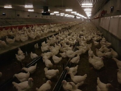 Farma Velibora Popovića proizvešće 4,5 miliona rasplodnih jaja