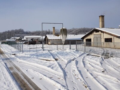 Farma Velibora Popovića proizvešće 4,5 miliona rasplodnih jaja