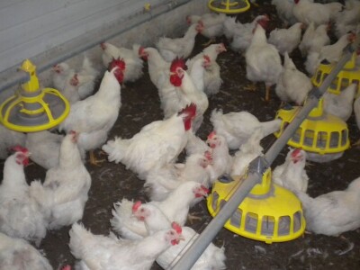 Farma Velibora Popovića proizvešće 4,5 miliona rasplodnih jaja