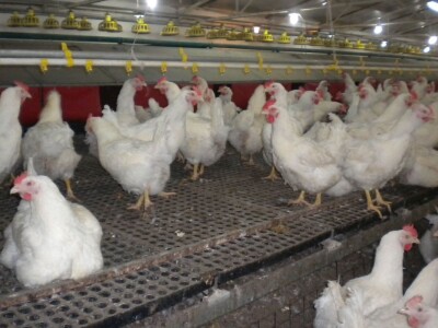 Farma Velibora Popovića proizvešće 4,5 miliona rasplodnih jaja