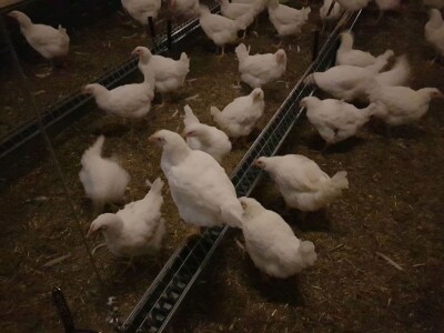 Farma Velibora Popovića proizvešće 4,5 miliona rasplodnih jaja