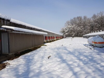 Farma Velibora Popovića proizvešće 4,5 miliona rasplodnih jaja