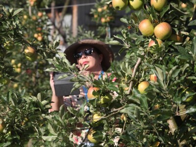 Farma za uzgoj voća i zabavu