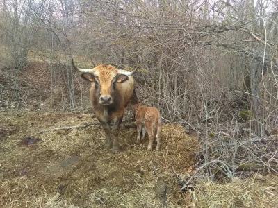Farma Mladena Kušekovića