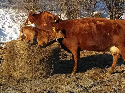 Farma Mladena Kušekovića Farma Mladena Kušekovića