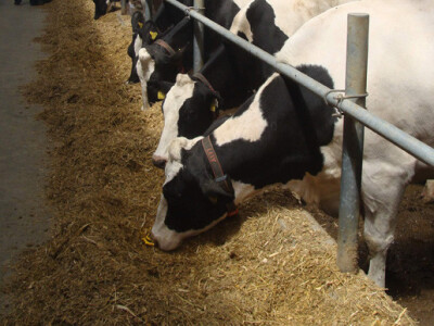 Dani otvorenih vrata na farmi muznih krava Landia