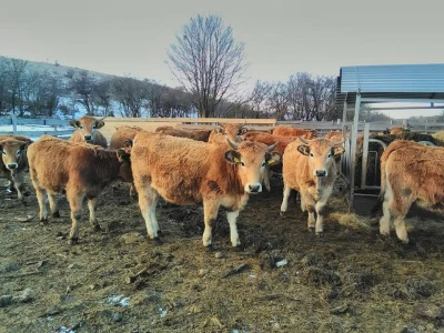 Farma Mladena Kušekovića
