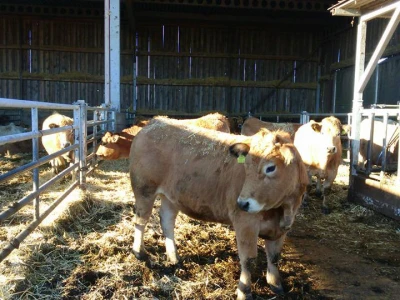 Farma Mladena Kušekovića