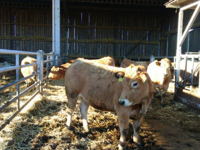 Farma Mladena Kušekovića Farma Mladena Kušekovića