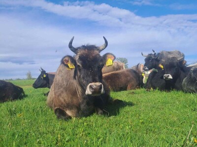 Farme buša, nubijske koze