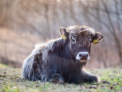 Farme buša, nubijske koze