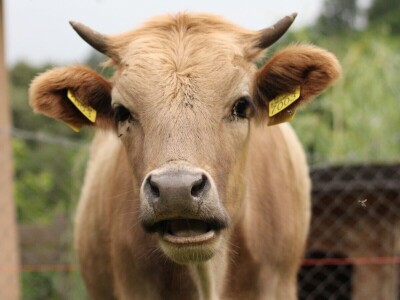 Farme buša, nubijske koze