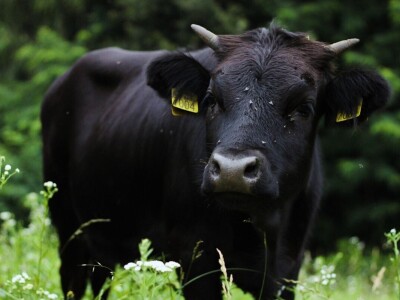 Farme buša, nubijske koze