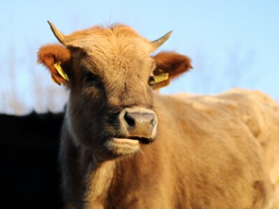 Farme buša, nubijske koze