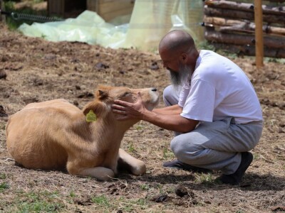 Farme buša, nubijske koze