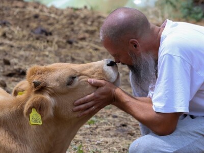 Farme buša, nubijske koze